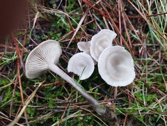 Clitocybe metachroa