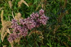 Eupatorium lindleyanum