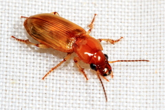 Agonoderus