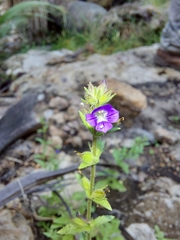 Stemodia durantifolia