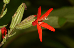 Silene regia