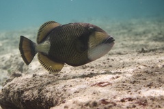 Balistoides viridescens