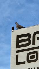 Streptopelia decaocto