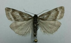 Catoptria trichostomus