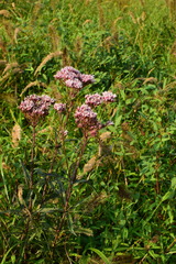 Eupatorium lindleyanum