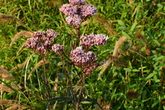 Eupatorium lindleyanum