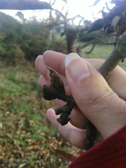 Dryocosmus kuriphilus