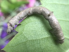 Eutrapela clemataria