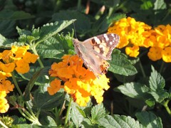 Lantana depressa