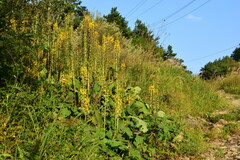 Ligularia fischeri