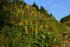 Ligularia fischeri