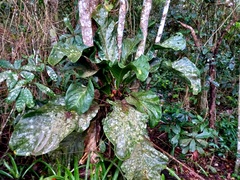 Anthurium solitarium