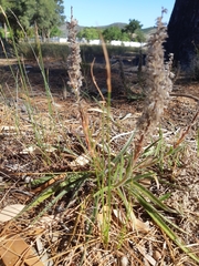 Echiostachys incanus