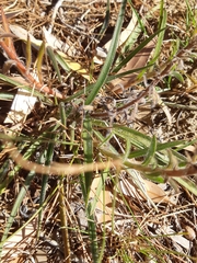 Echiostachys incanus