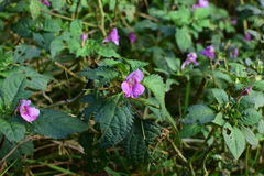 Impatiens chekiangensis