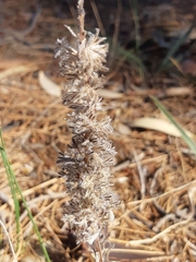 Echiostachys incanus