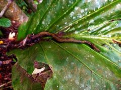Anthurium solitarium