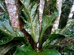 Anthurium solitarium