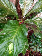 Anthurium solitarium