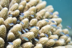 Blue-Green Chromis