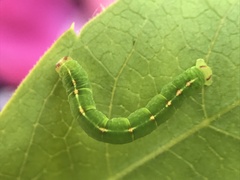 Lomographa semiclarata