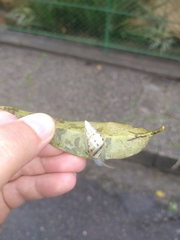 Drymaeus interpunctus