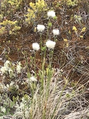 Eriophorum vaginatum