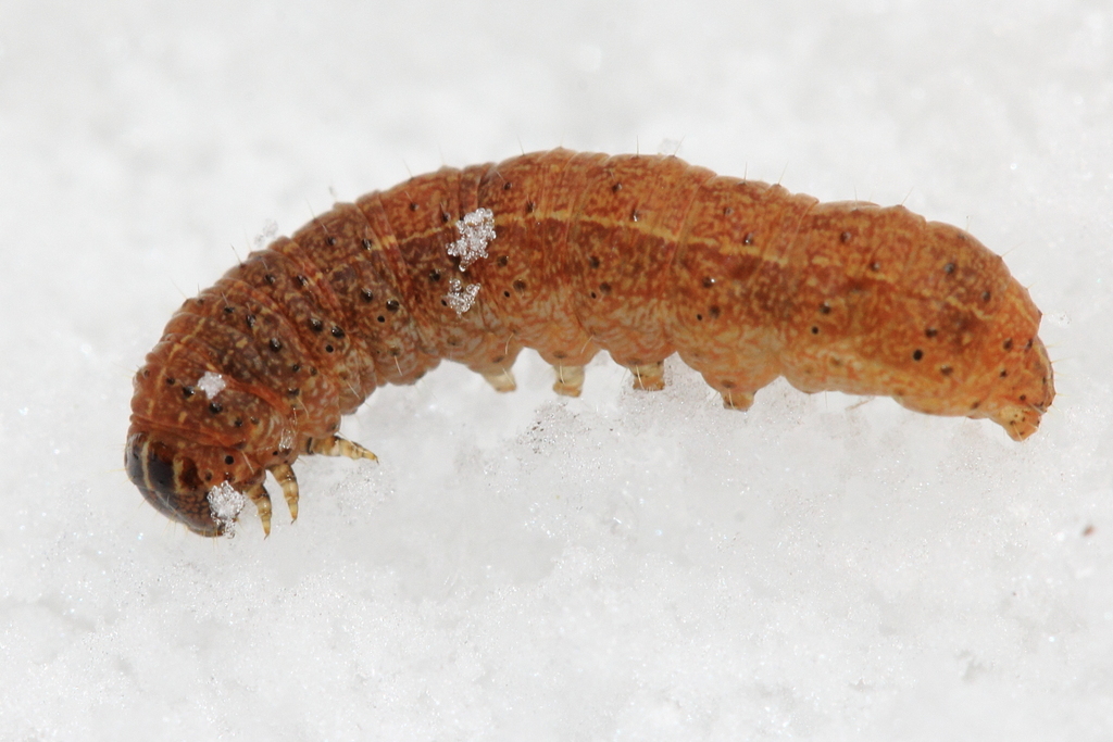 Disparaged Arches Moth