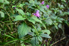 Impatiens chekiangensis