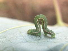 Eufidonia discospilata