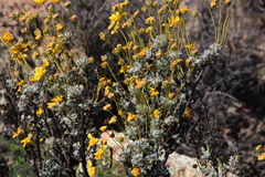 Euryops dregeanus