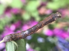 Ectropis crepuscularia