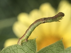 Iridopsis larvaria