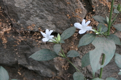 Barleria cristata
