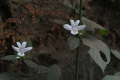 Barleria cristata