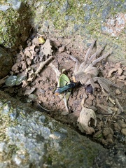 Tachypompilus analis