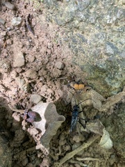 Tachypompilus analis