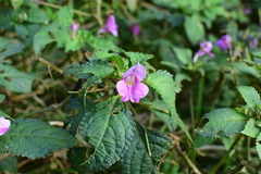 Impatiens chekiangensis