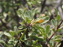 Searsia longispina