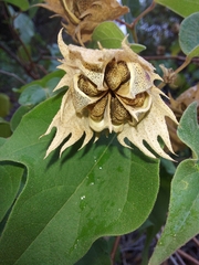 Gossypium davidsonii