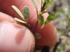 Searsia longispina