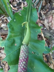 Anthurium paraguayense