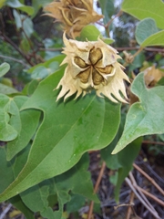 Gossypium davidsonii