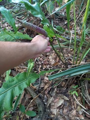 Anthurium paraguayense