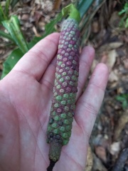 Anthurium paraguayense