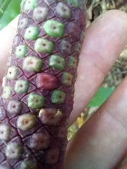 Anthurium paraguayense