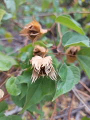 Gossypium davidsonii