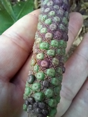 Anthurium paraguayense