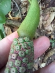 Anthurium paraguayense
