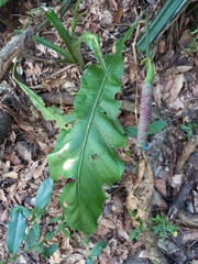 Anthurium paraguayense